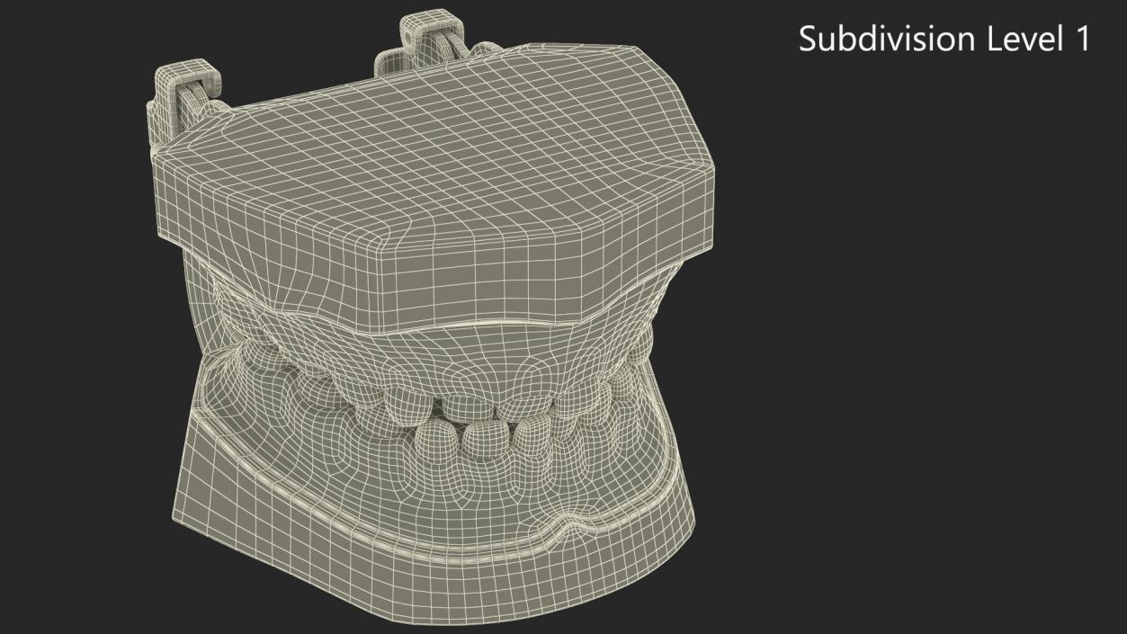 Dental Anatomy Model Simulation with Removable Crossbite Teeth 3D