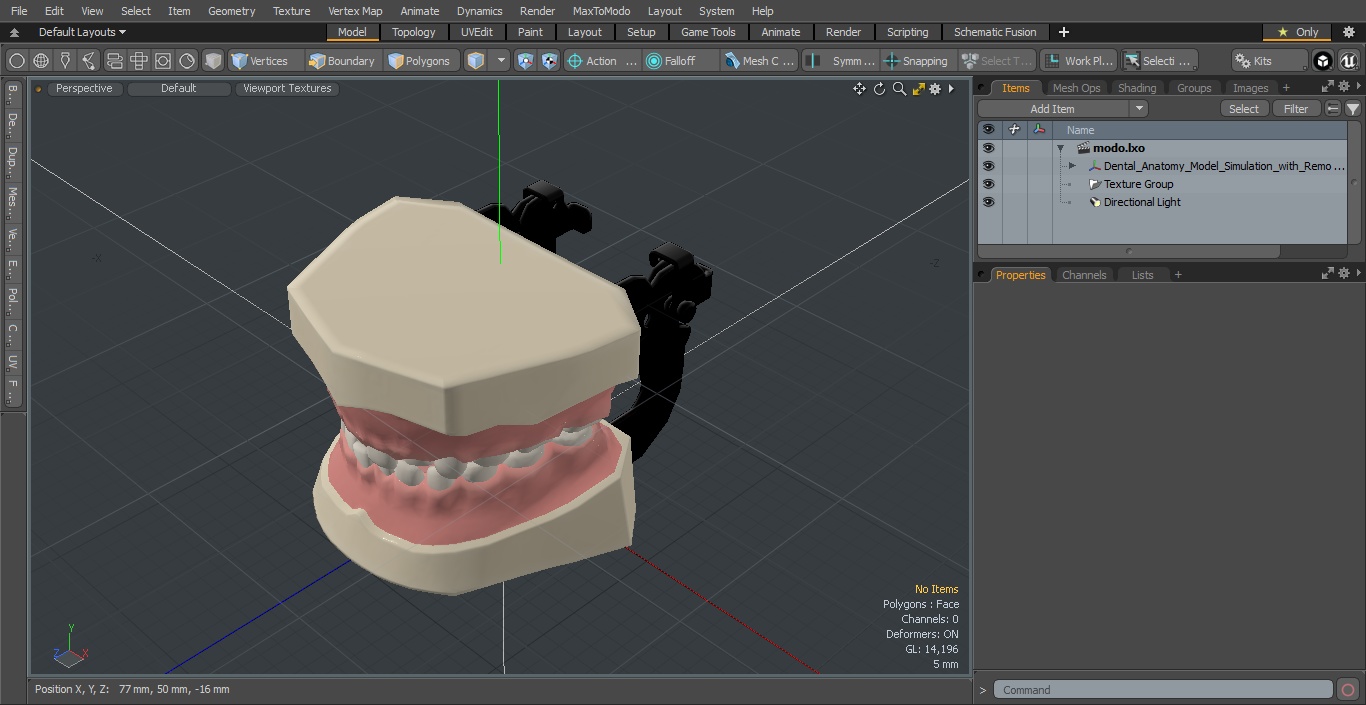 Dental Anatomy Model Simulation with Removable Crossbite Teeth 3D