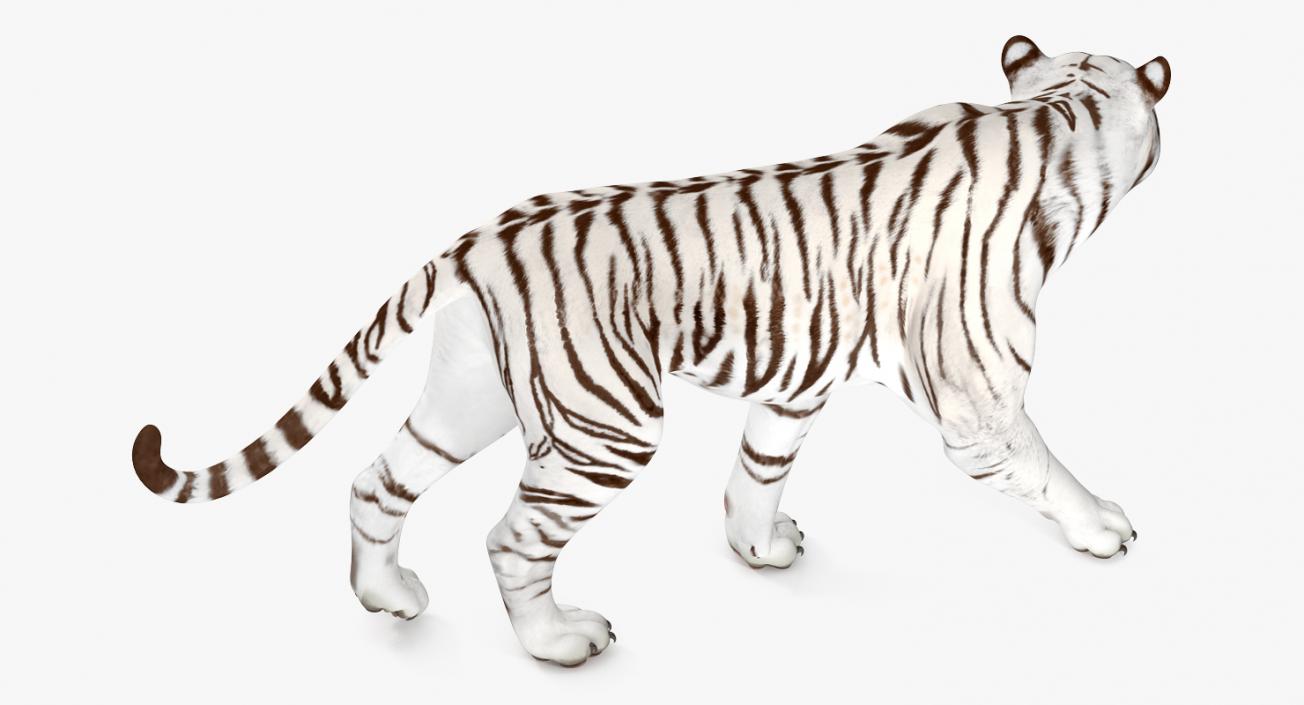 3D White Tiger Walkig Pose model