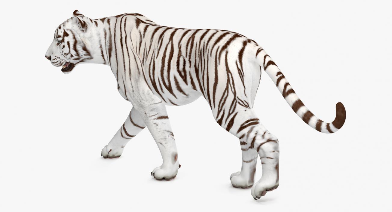 3D White Tiger Walkig Pose model