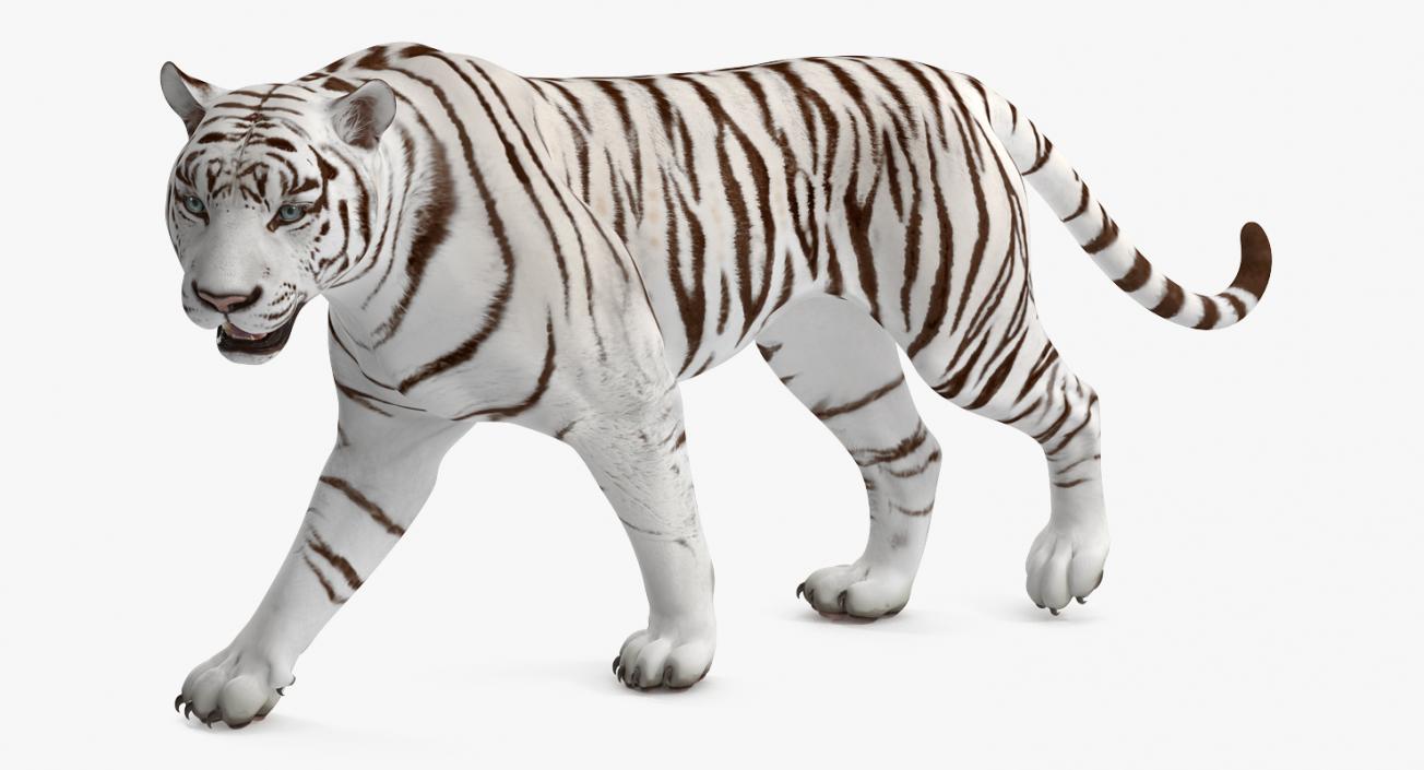 3D White Tiger Walkig Pose model