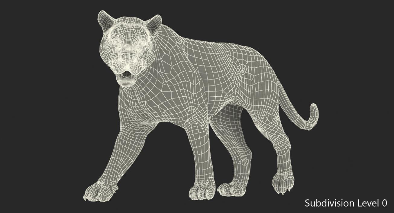 3D White Tiger Walkig Pose model