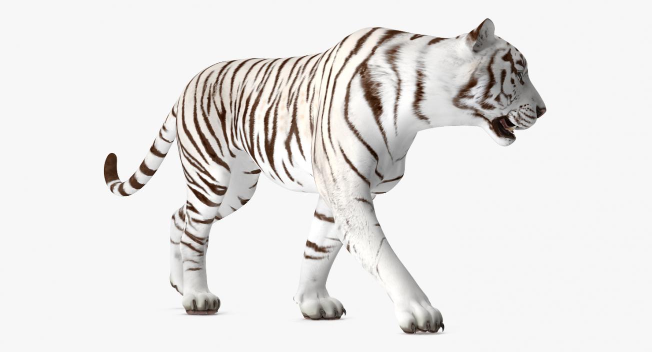 3D White Tiger Walkig Pose model