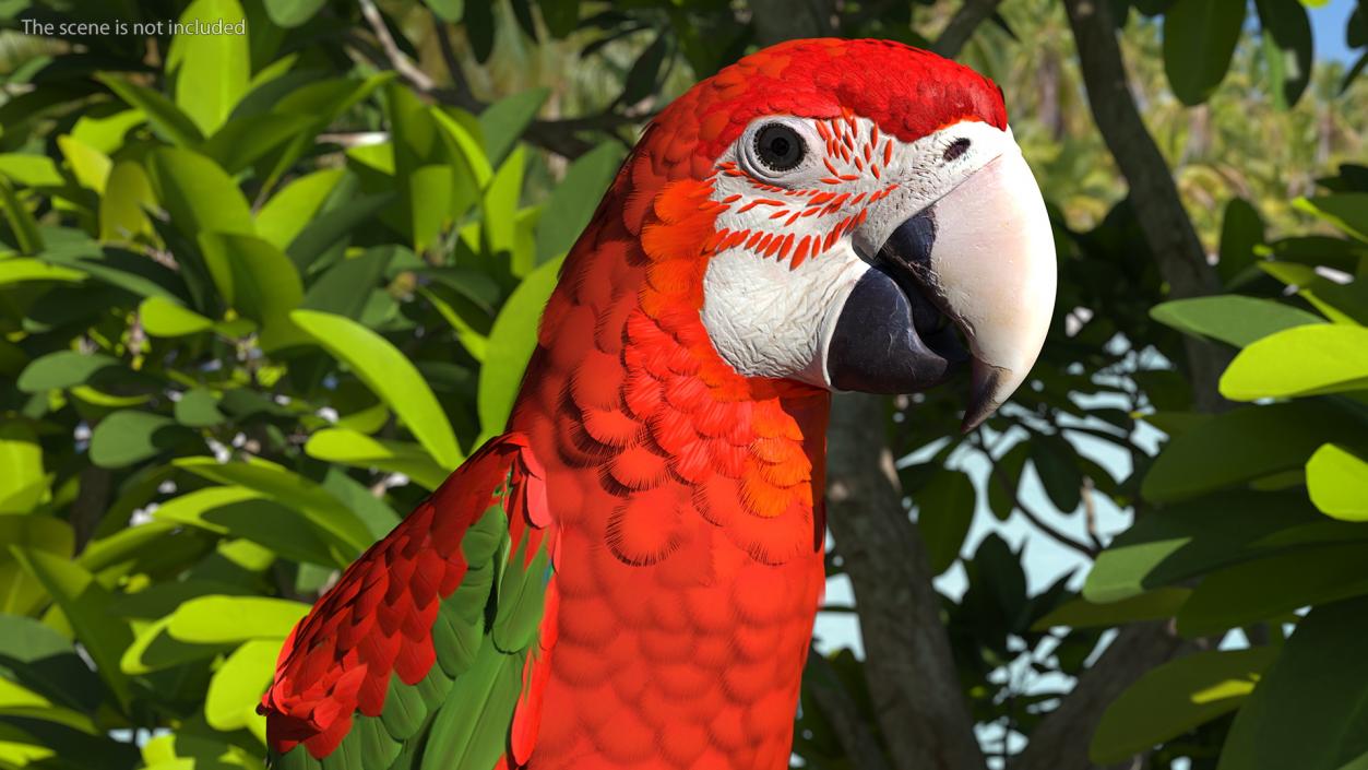 3D Red and Green Macaw Parrot Head