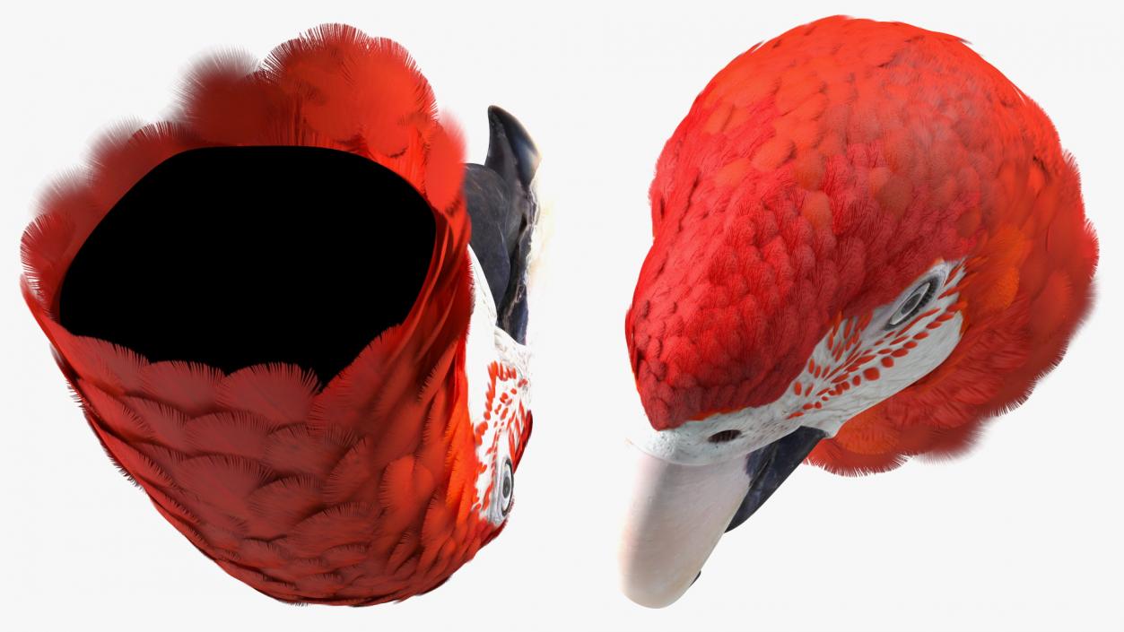 3D Red and Green Macaw Parrot Head