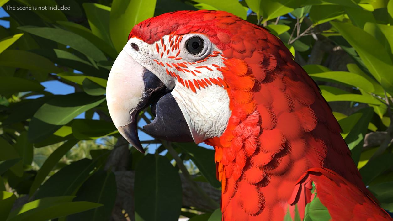 3D Red and Green Macaw Parrot Head