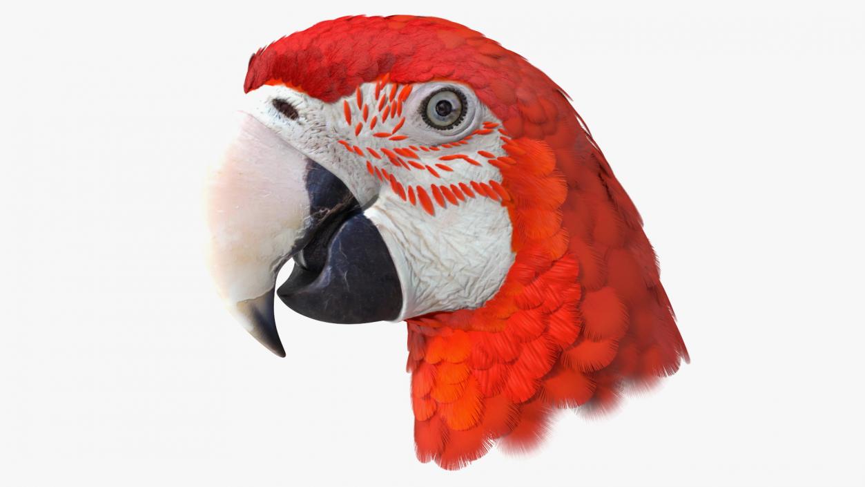 3D Red and Green Macaw Parrot Head