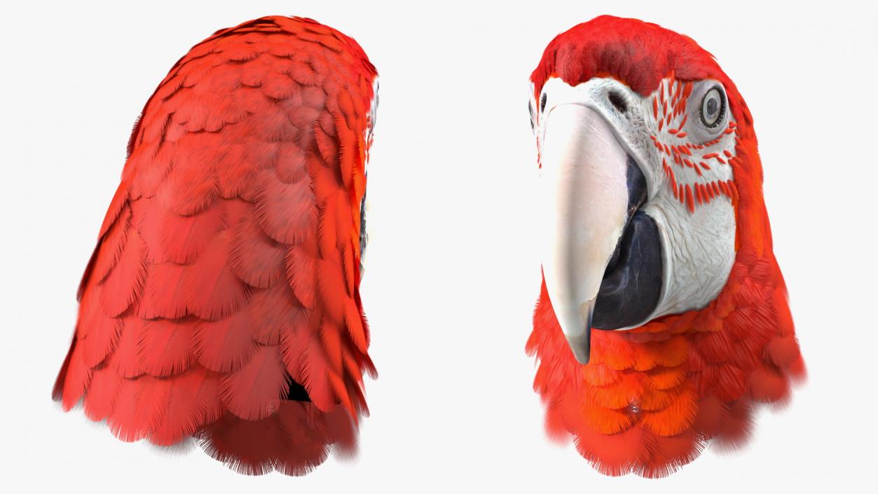 3D Red and Green Macaw Parrot Head