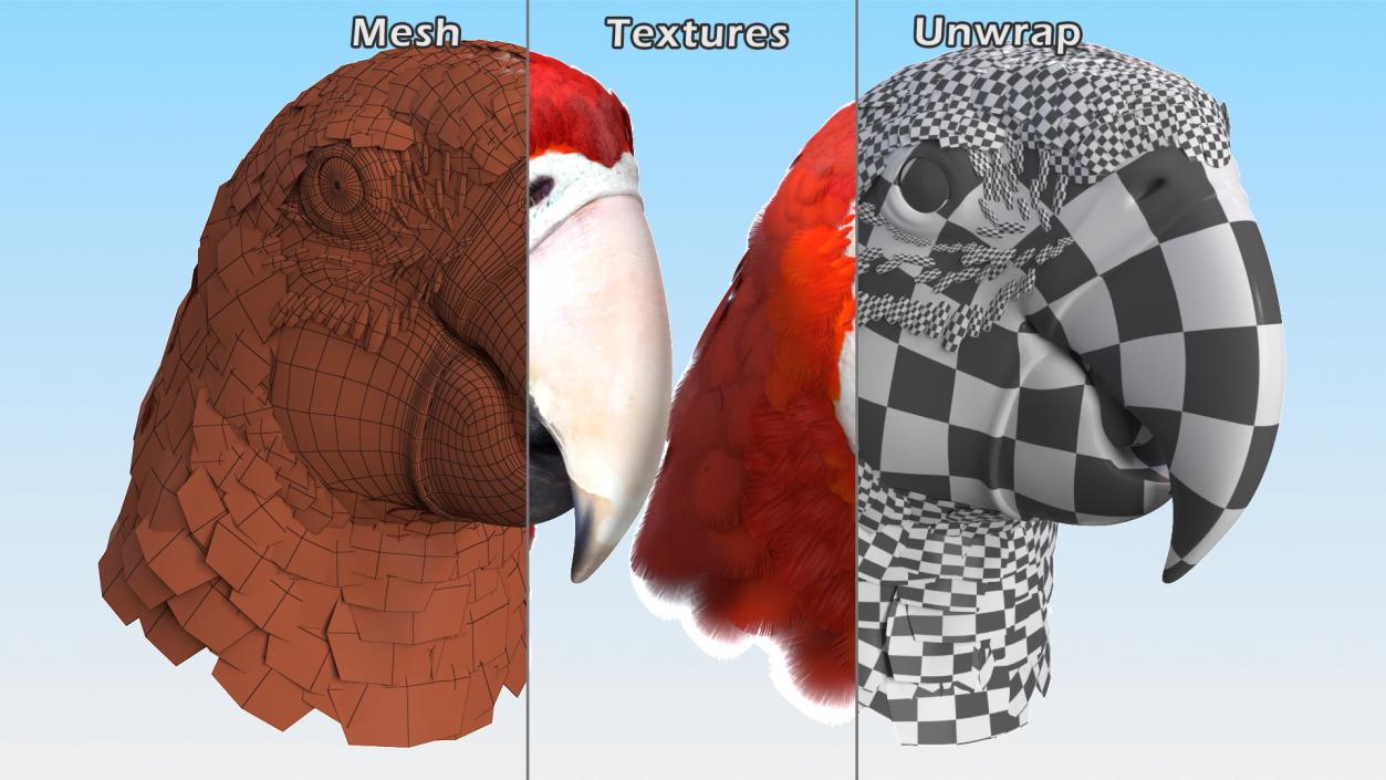 3D Red and Green Macaw Parrot Head