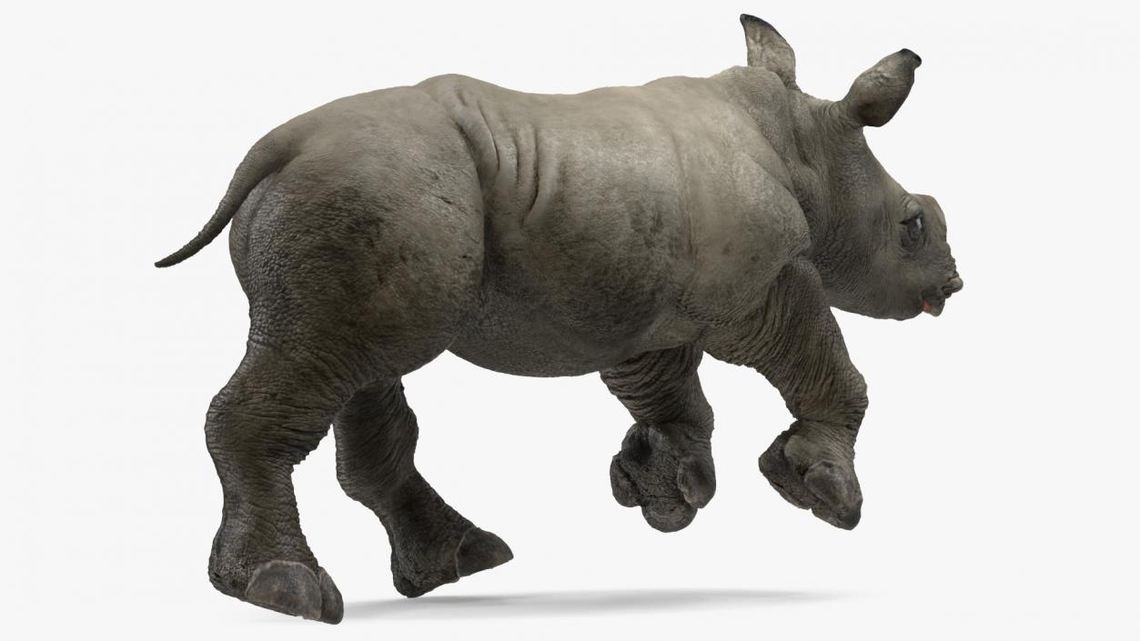 3D Baby Rhino Running Pose model