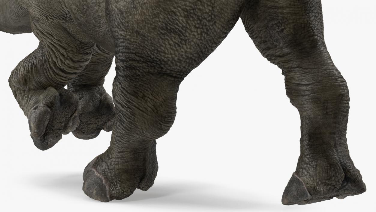 3D Baby Rhino Running Pose model