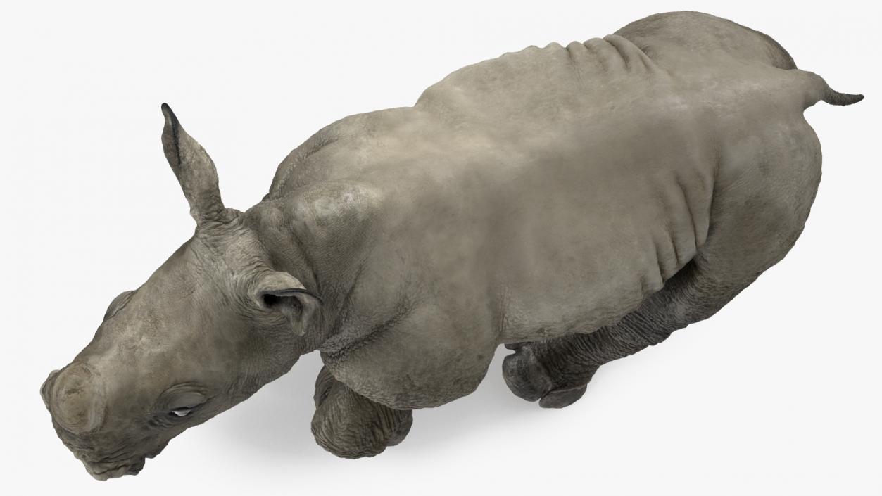 3D Baby Rhino Running Pose model