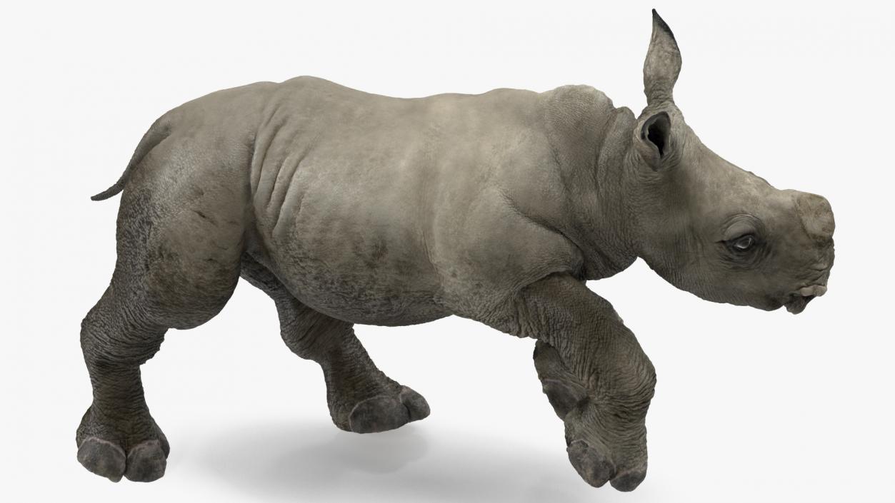 3D Baby Rhino Running Pose model