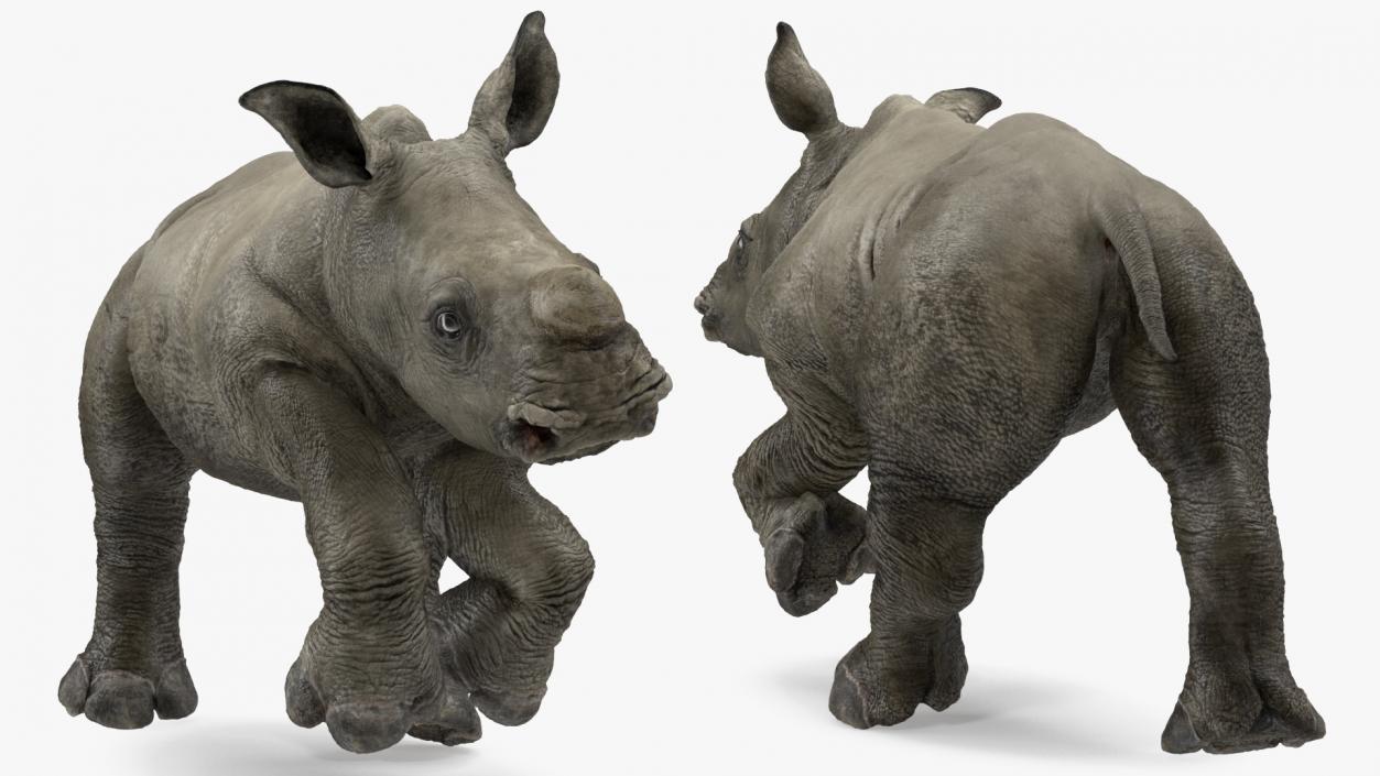 3D Baby Rhino Running Pose model