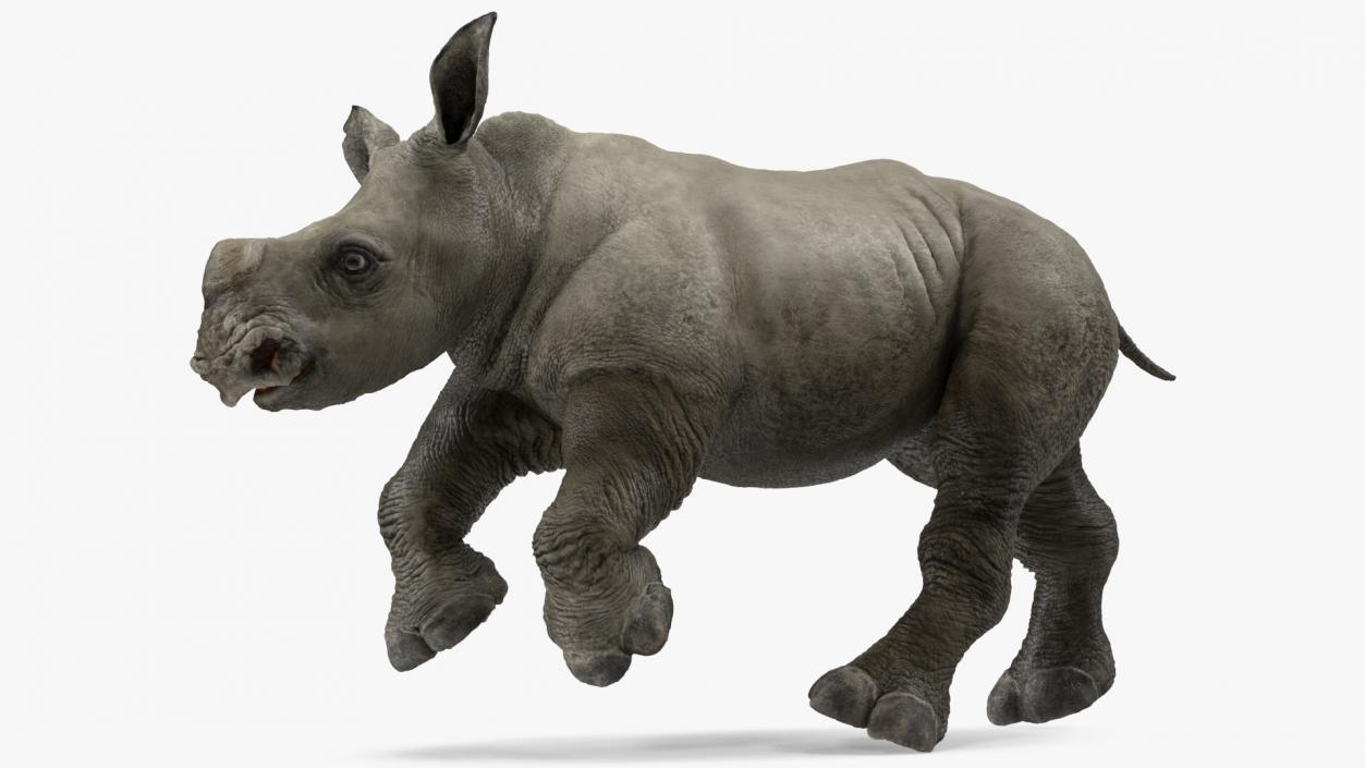 3D Baby Rhino Running Pose model