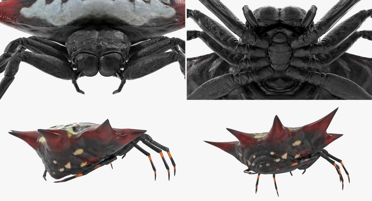 3D Spiders Collection model