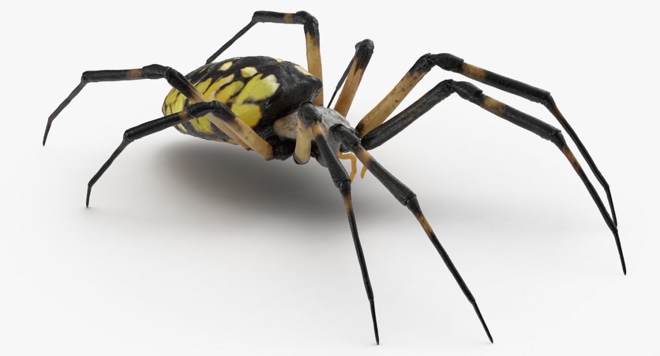 3D Spiders Collection model