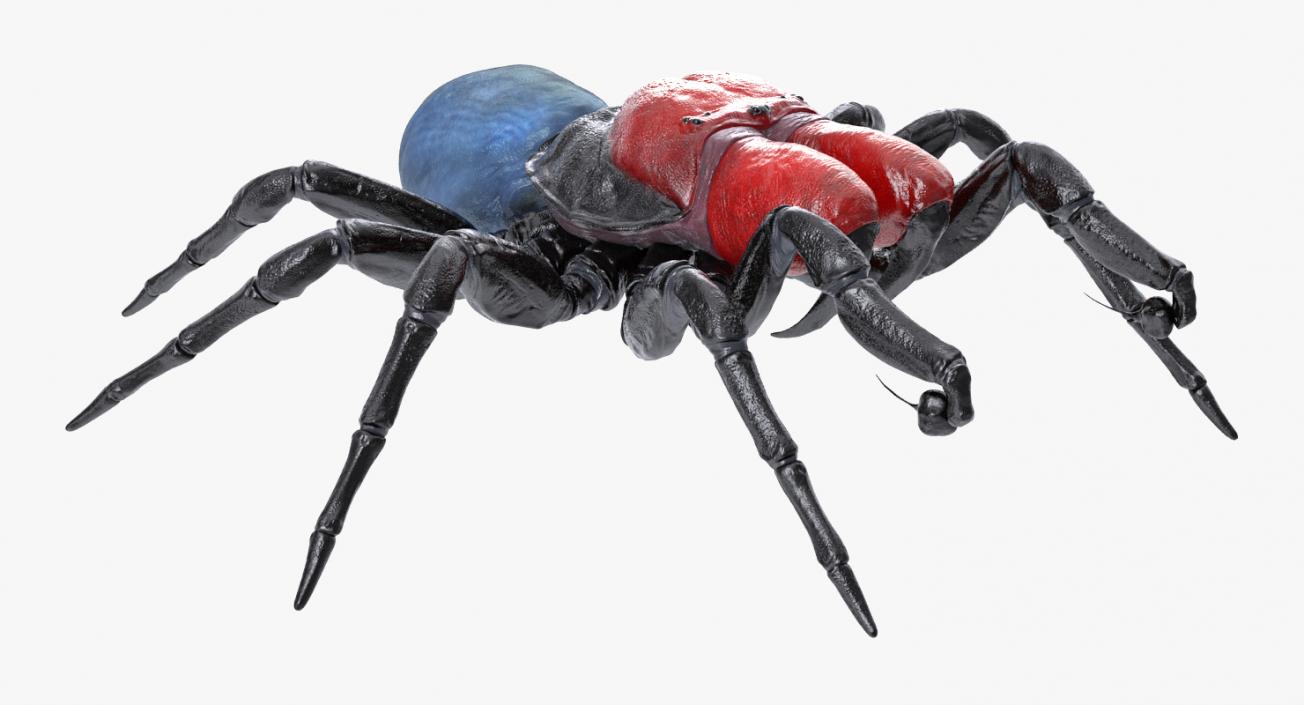 3D Spiders Collection model