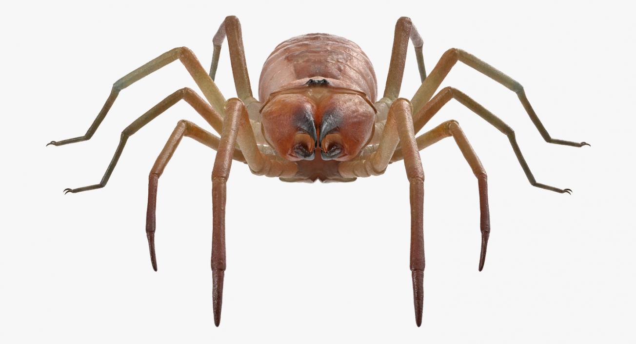 3D Spiders Collection model