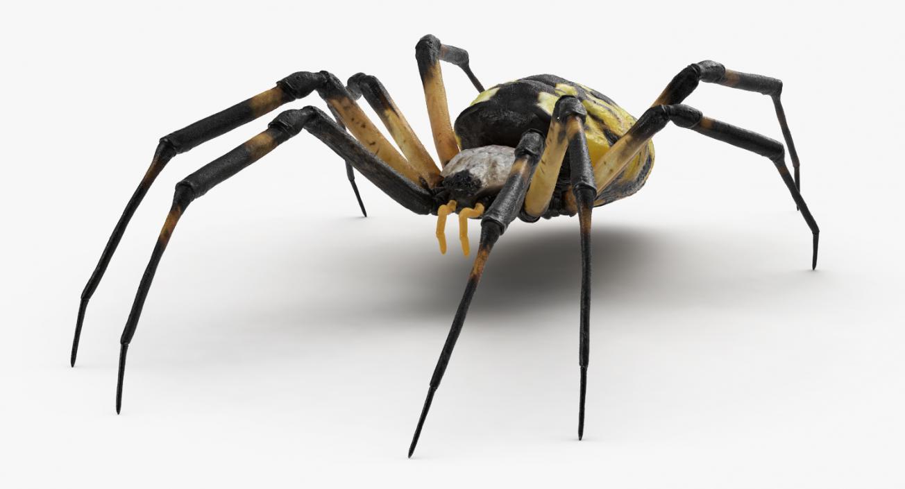 3D Spiders Collection model