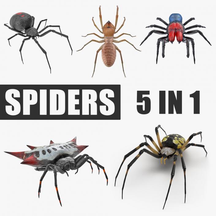 3D Spiders Collection model