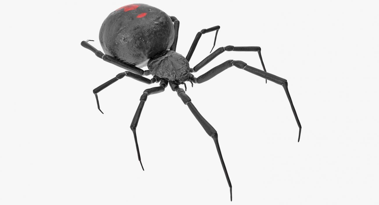 3D Spiders Collection model