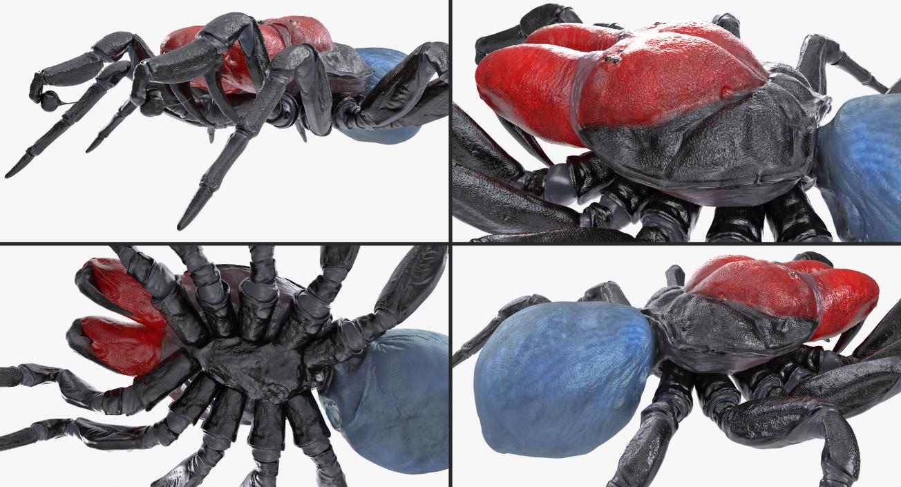 3D Spiders Collection model