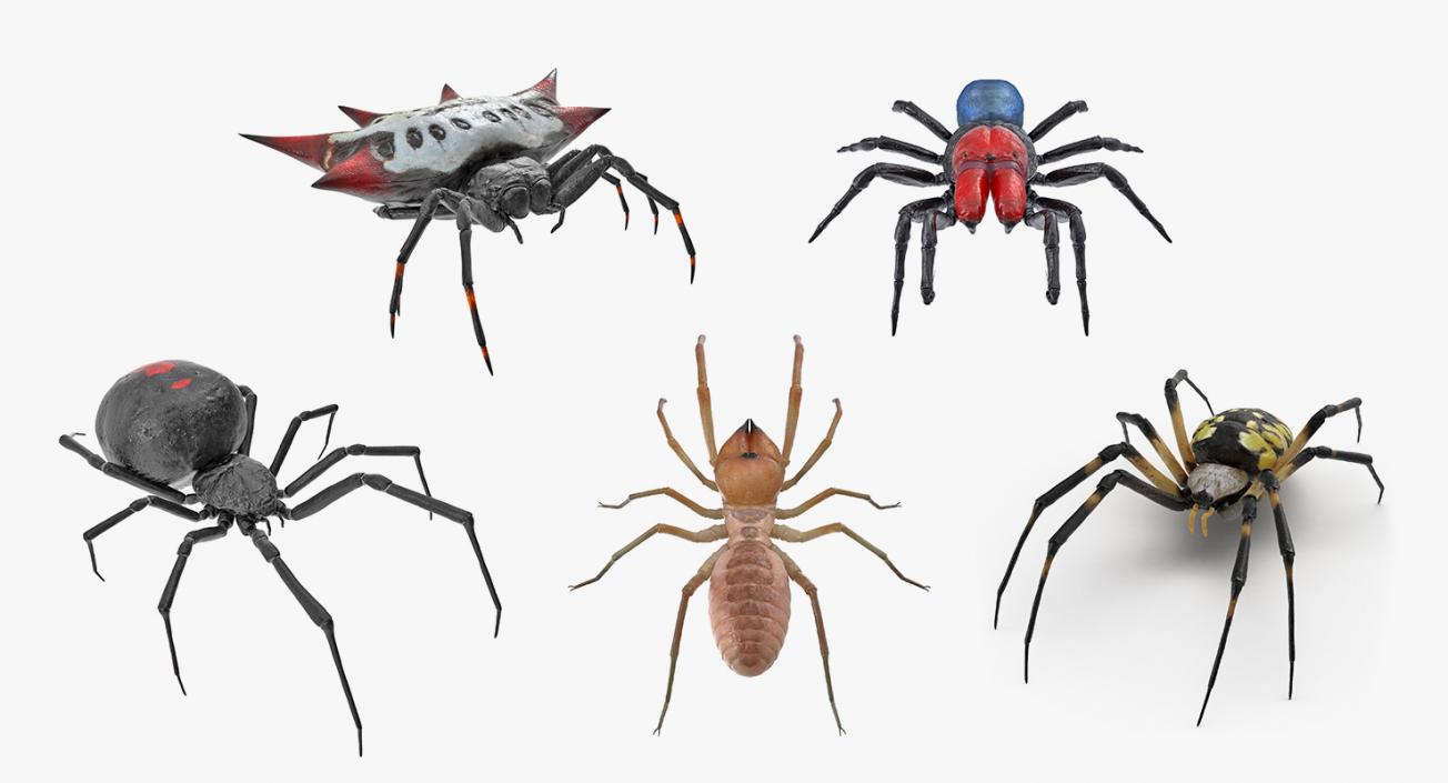 3D Spiders Collection model