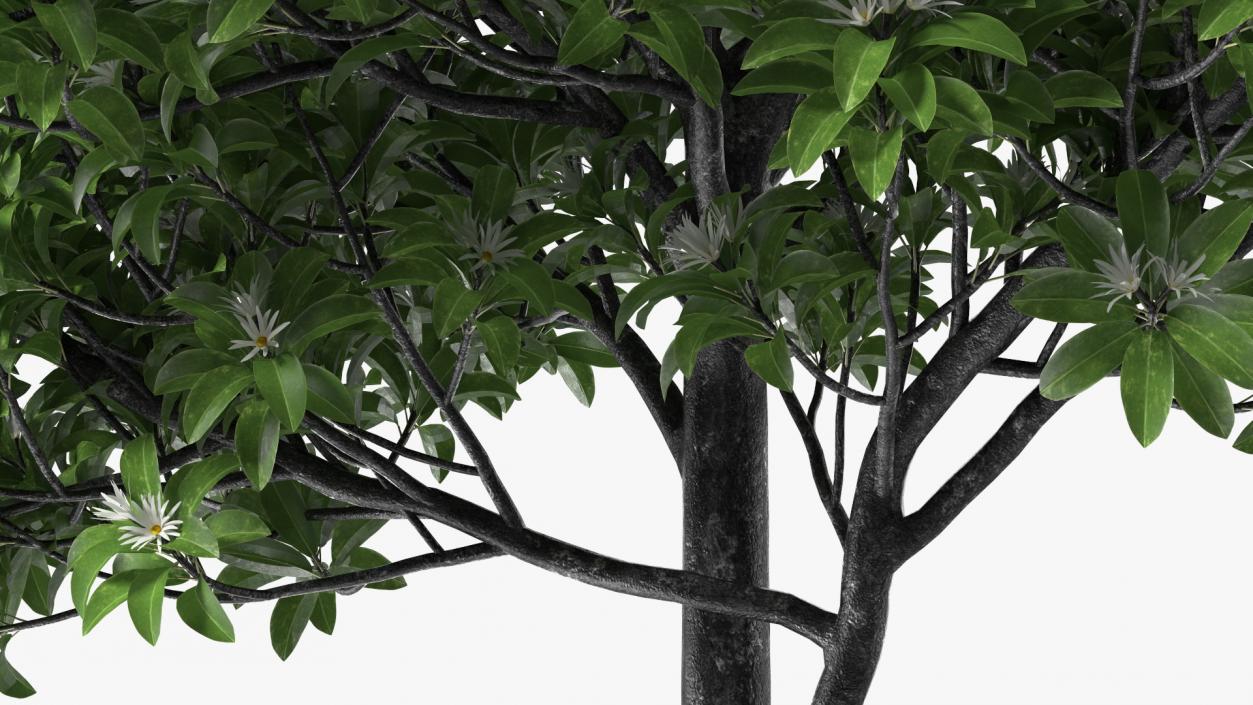 3D model Flowering Anise Tree