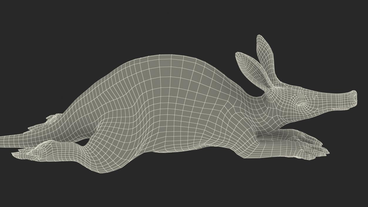 African Animal Aardvark Lying Pose 3D model