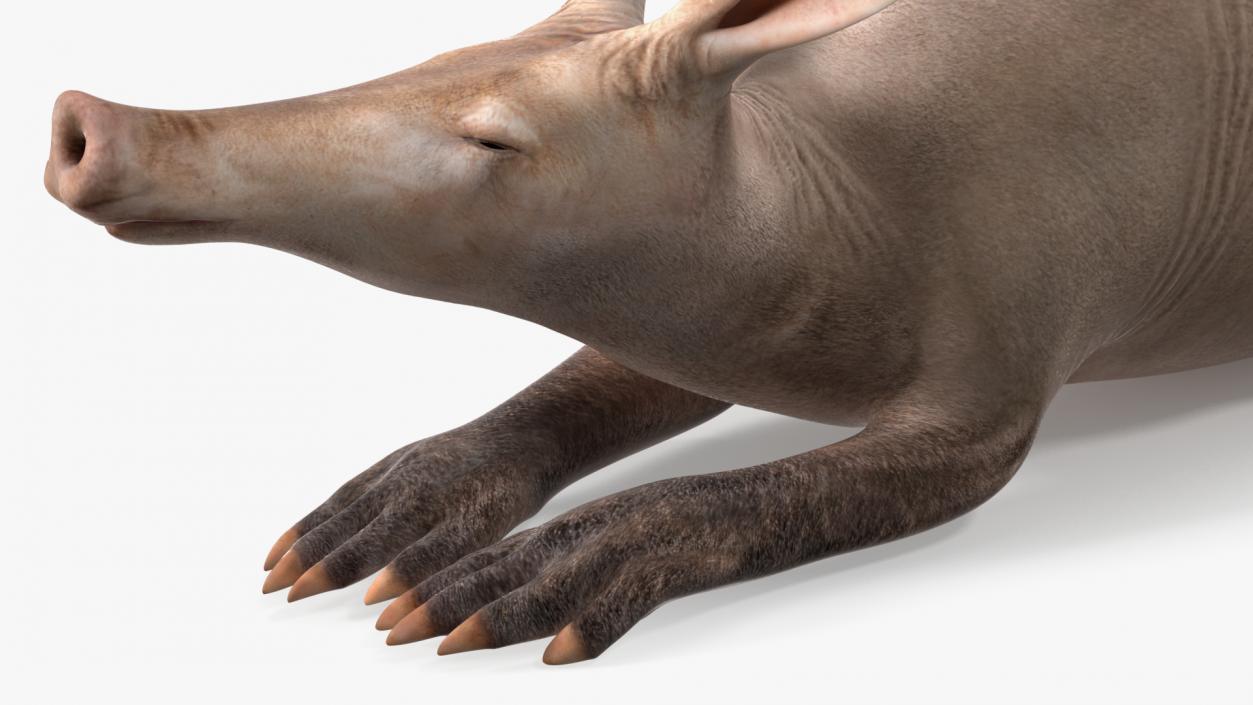 African Animal Aardvark Lying Pose 3D model