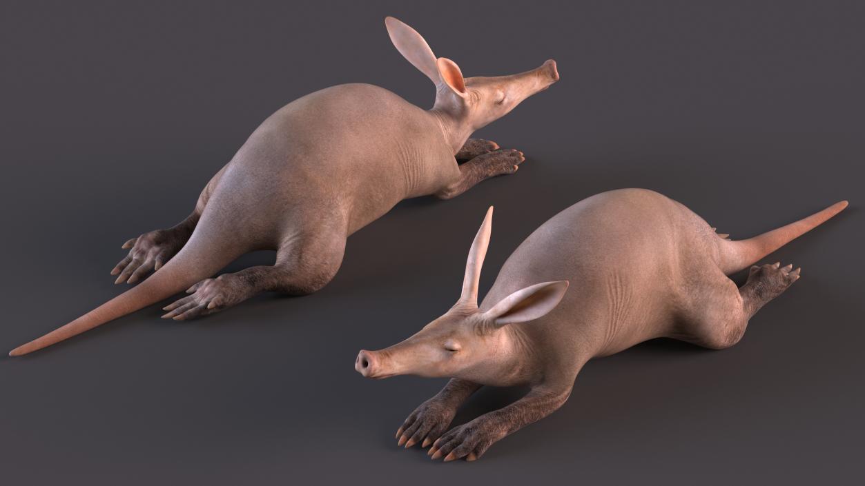 African Animal Aardvark Lying Pose 3D model