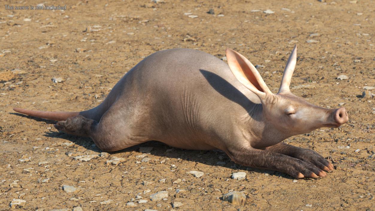 African Animal Aardvark Lying Pose 3D model