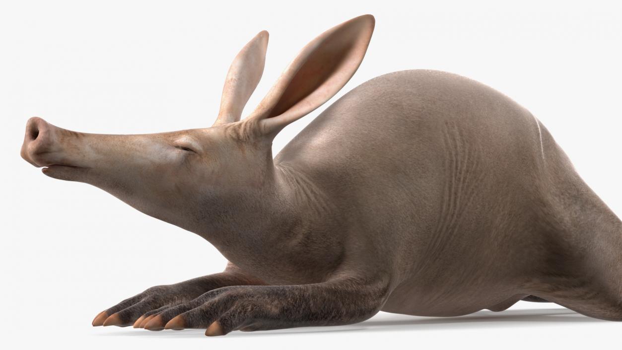 African Animal Aardvark Lying Pose 3D model