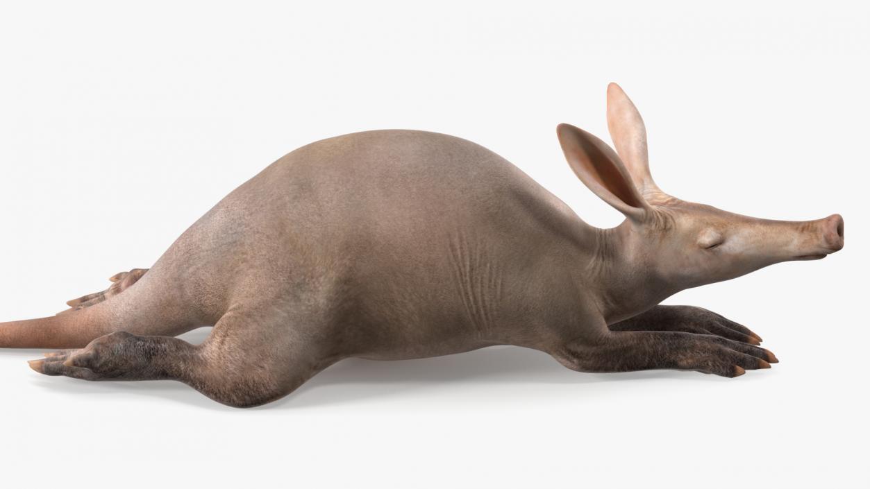 African Animal Aardvark Lying Pose 3D model