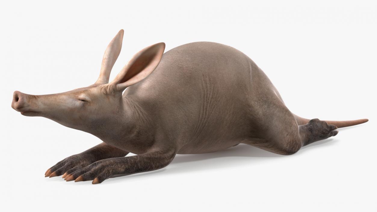 African Animal Aardvark Lying Pose 3D model