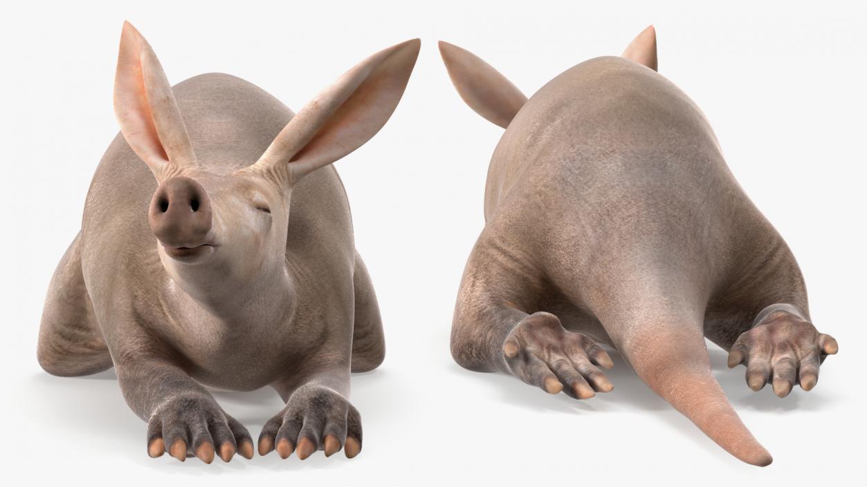 African Animal Aardvark Lying Pose 3D model