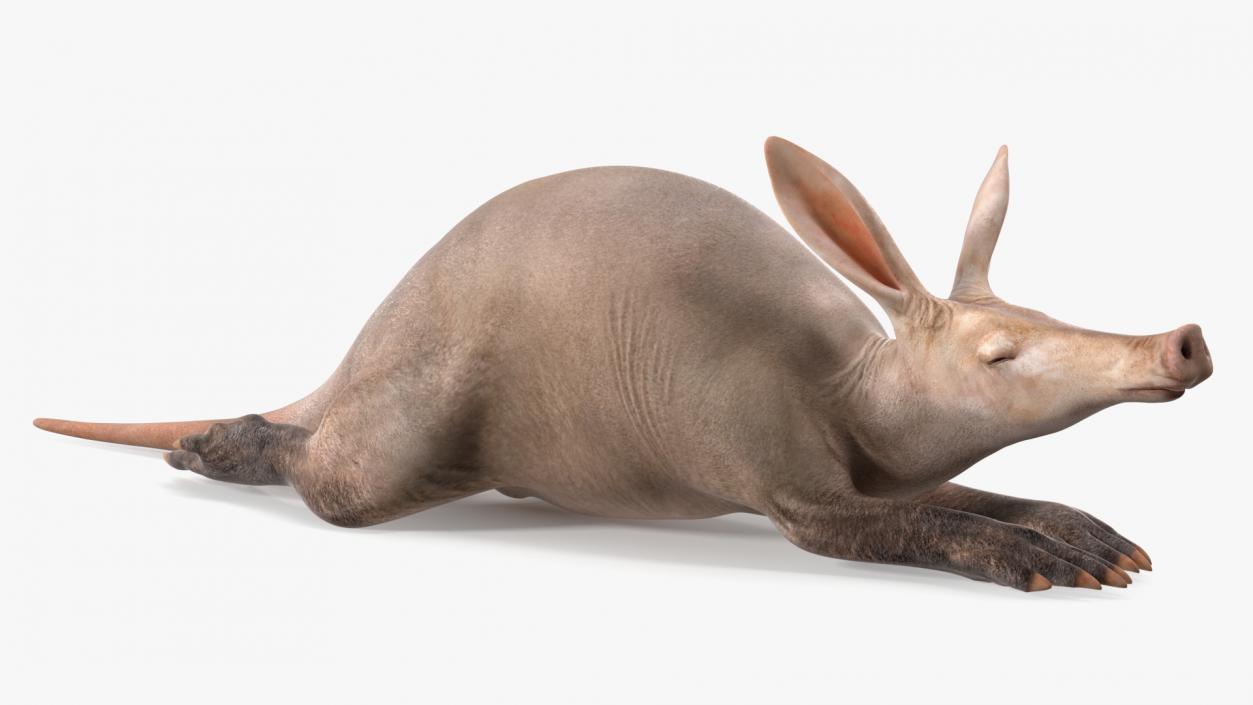 African Animal Aardvark Lying Pose 3D model