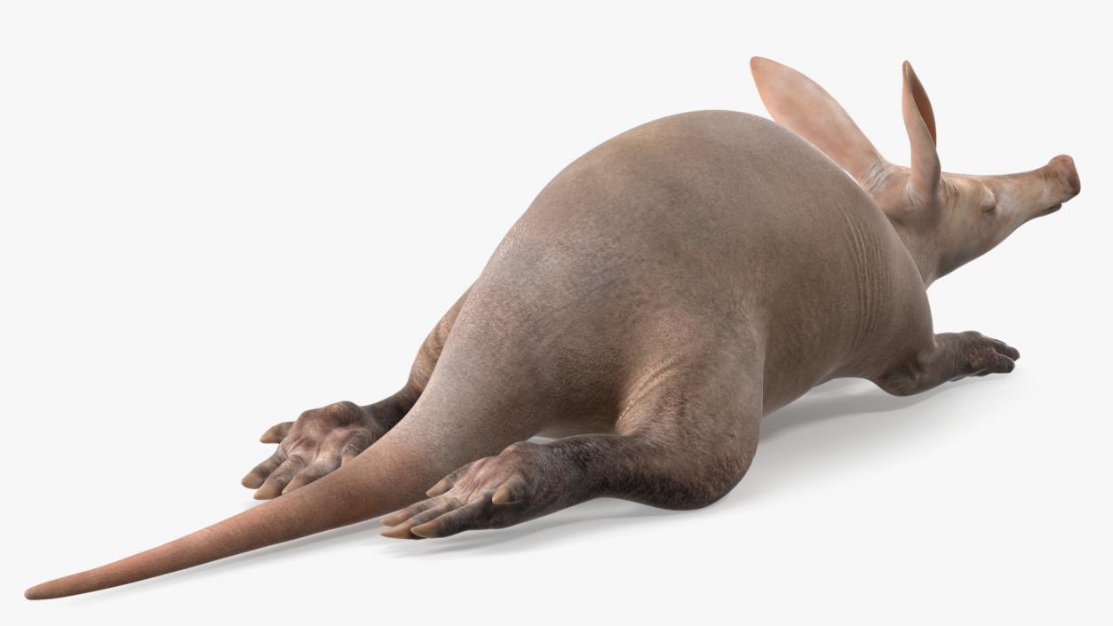 African Animal Aardvark Lying Pose 3D model