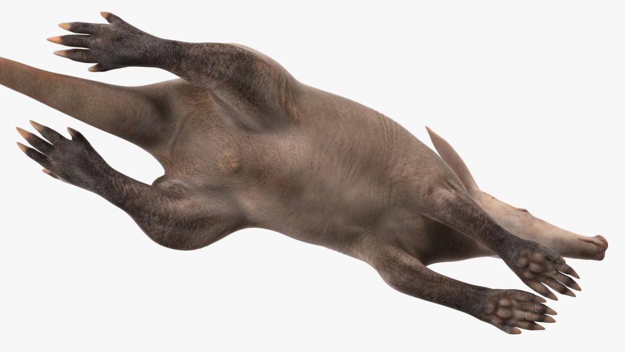 African Animal Aardvark Lying Pose 3D model