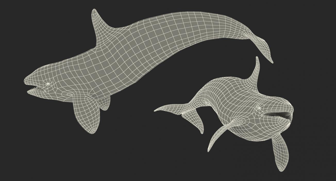 3D Killer Whale Swimming Pose