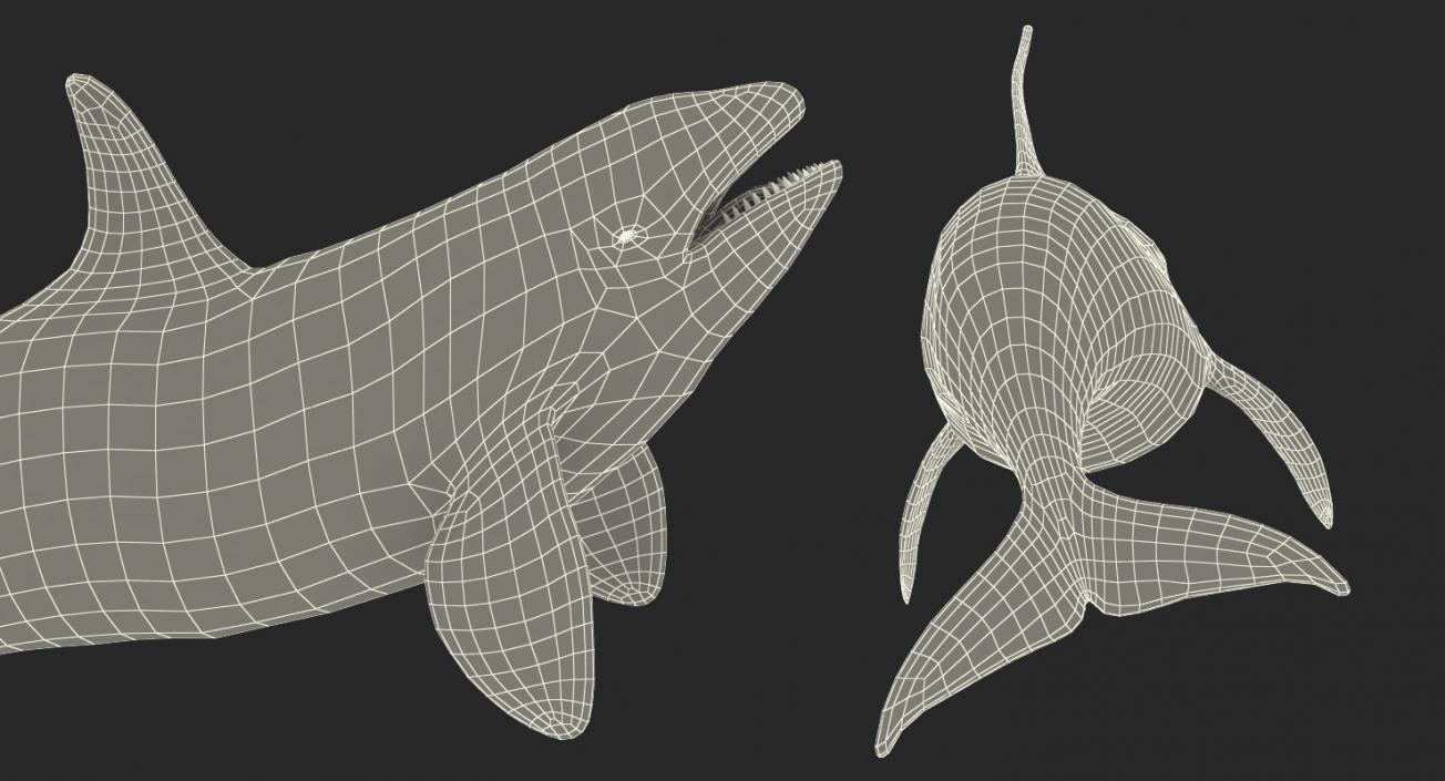 3D Killer Whale Swimming Pose