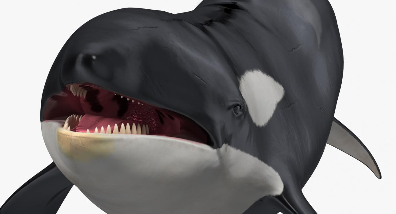 3D Killer Whale Swimming Pose