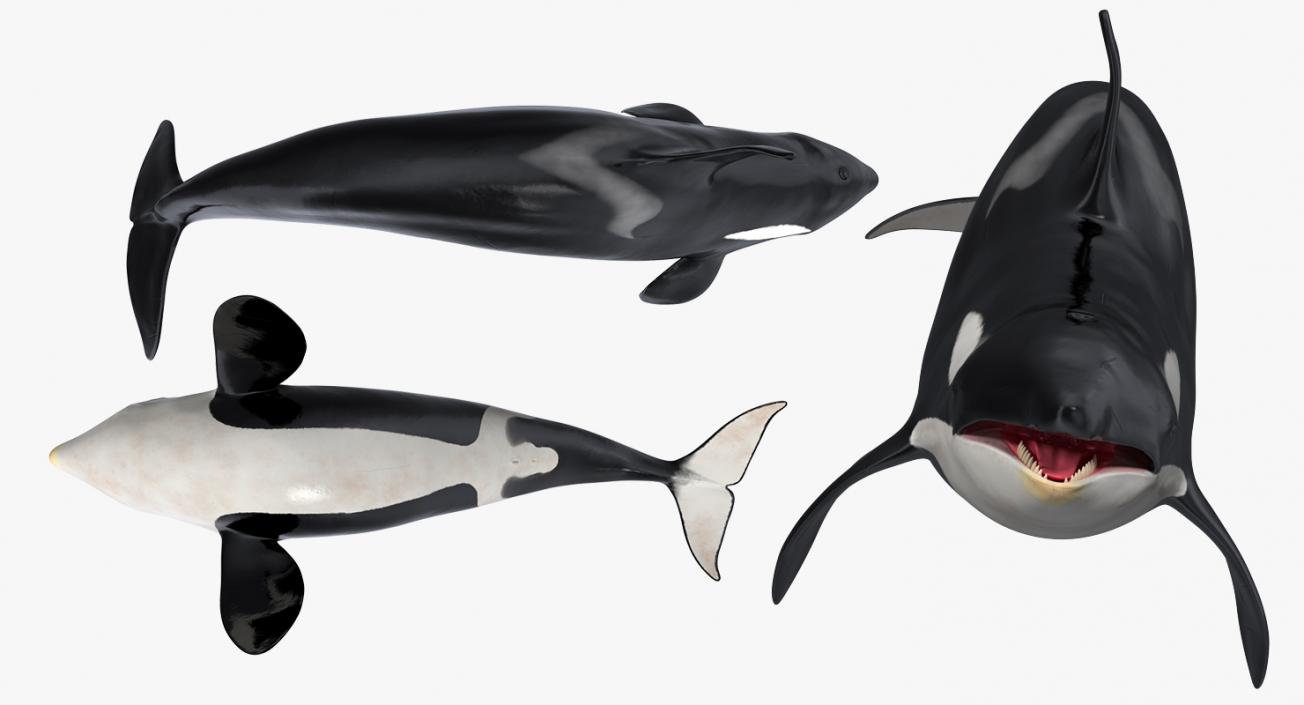 3D Killer Whale Swimming Pose