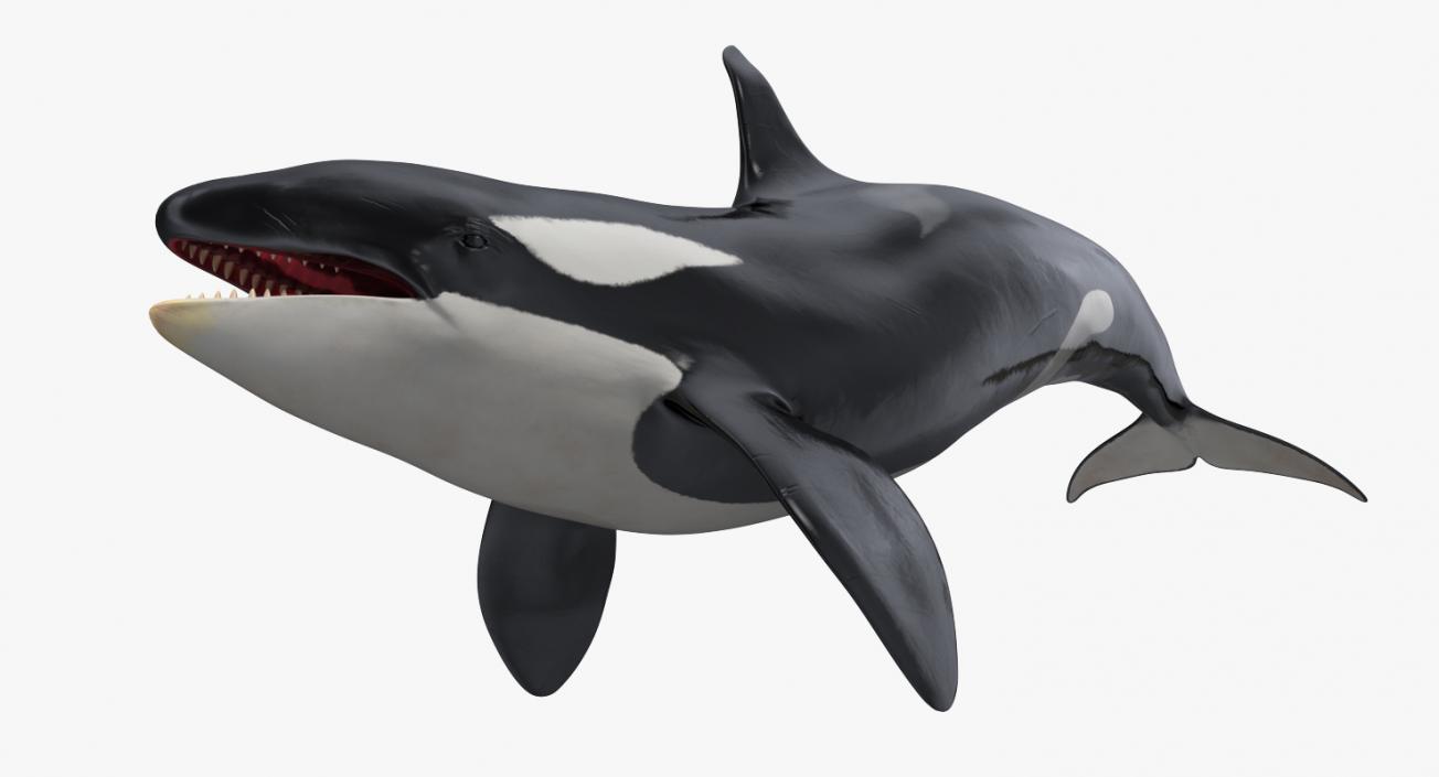 3D Killer Whale Swimming Pose