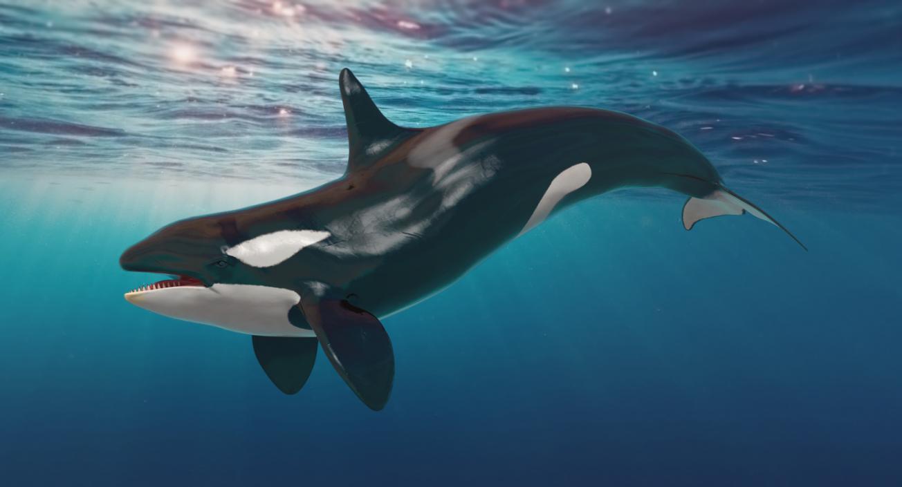 3D Killer Whale Swimming Pose