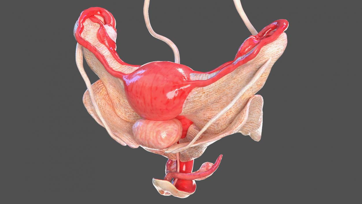 3D Girl Internal Organs Anatomy model