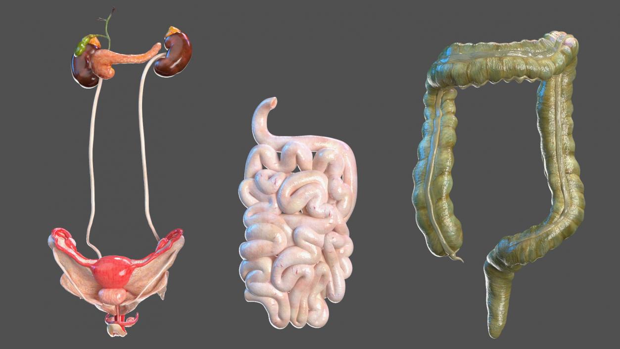 3D Girl Internal Organs Anatomy model