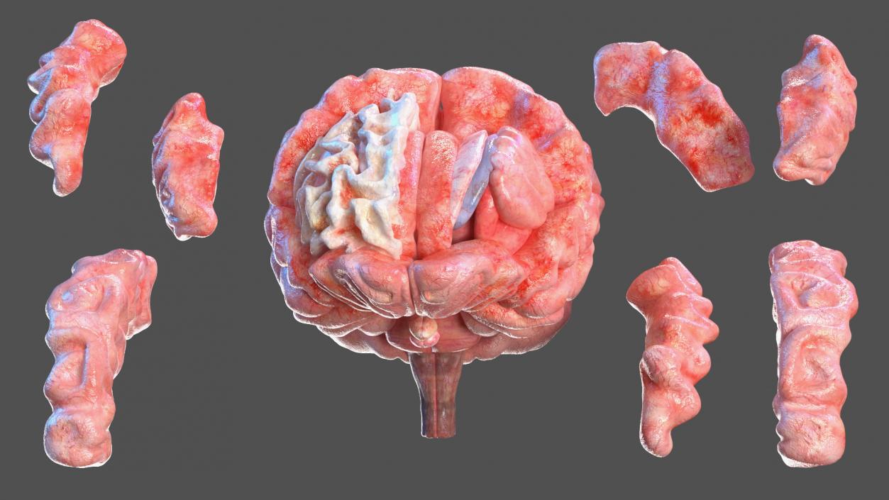 3D Girl Internal Organs Anatomy model