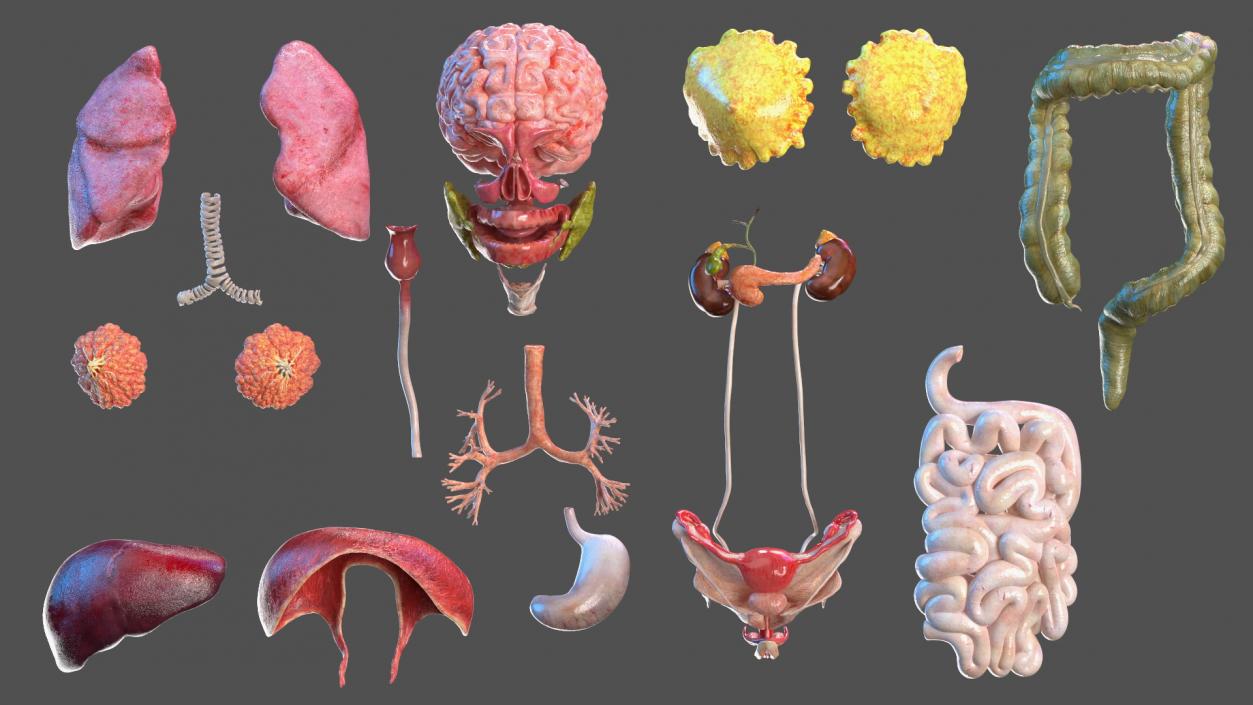 3D Girl Internal Organs Anatomy model